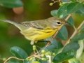 Prairie Warbler - Lake Barkley WMA,  Stewart County, Sept 27, 2021