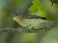 Red-eyed Vireo - Cheatham Dam, Cheatham County, Sept 11, 2021