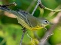 Prairie Warbler - Lake Barkley WMA,  Stewart County, Sept 27, 2021