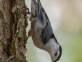 White-breasted Nuthatch -Paris Landing State Park, Buchanan US-TN 36.43612, -88.08186, Henry County, Oct 19, 2021