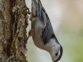 White-breasted Nuthatch -Paris Landing State Park, Buchanan US-TN 36.43612, -88.08186, Henry County, Oct 19, 2021