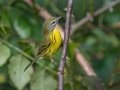 Prairie Warbler - Lake Barkley WMA,, Stewart County, Sept 16, 2021