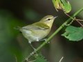 Tennessee Warbler - Lake Barkley WMA, Stewart County, Oct 3, 2021