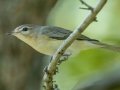 Warbling Vireo - Cheatham Dam, Cheatham County, Sept 11, 2021