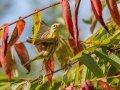 Prairie Warbler - Lake Barkley WMA,, Stewart County, Sept 16, 2021