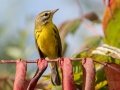 Prairie Warbler - Lake Barkley WMA,, Stewart County, Sept 16, 2021