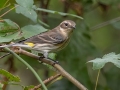 Yellow-rumped Warbler (Myrtle)  -	Paris Landing State Park, Buchanan US-TN 36.43612, -88.08186, Henry County, Oct 19, 2021