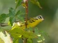 Prairie Warbler - Lake Barkley WMA,, Stewart County, Sept 16, 2021