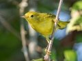 Yellow Warbler - Lake Barkley WMA,  Stewart County, Sept 27, 2021