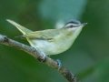 Red-eyed Vireo - Cheatham Dam, Cheatham County, Sept 11, 2021
