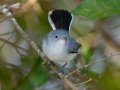 Blue-gray Gnatcatcher - Lake Barkley WMA, Stewart County, Sept 27, 2021
