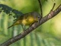 Nashville Warbler - Lake Barkley WMA,, Stewart County, Sept 16, 2021