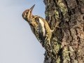 Yellow-bellied Sapsucker -  134–174 River Rd, Dover US-TN 36.51146, -87.83497, Stewart County, Nov 4, 2021