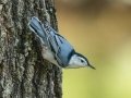 White-breasted Nuthatch - Cheatham Dam, Cheatham County, Sept 11, 2021