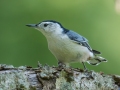 White-breasted Nuthatch - Cheatham Dam, Cheatham County, Sept 11, 2021