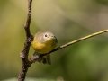 Nashville Warbler - Lake Barkley WMA,, Stewart County, Sept 16, 2021