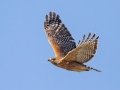 Red-shouldered Hawk - Cross Creeks NWR--Pool 2/ABC, Stewart County, Oct 31, 2021