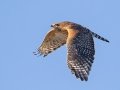Red-shouldered Hawk - Cross Creeks NWR--Pool 2/ABC, Stewart County, Oct 31, 2021