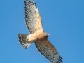 Red-shouldered Hawk - Cross Creeks NWR--Pool 2/ABC, Stewart County, Oct 31, 2021