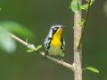 Yellow-throated Warbler - Cheatham Dam, Cheatham County, Sept 11, 2021