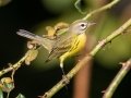 Prairie Warbler - Lake Barkley WMA,, Stewart County, Sept 16, 2021