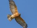 Red-shouldered Hawk - Cross Creeks NWR--Pool 2/ABC, Stewart County, Oct 31, 2021