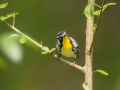 Yellow-throated Warbler - Cheatham Dam, Cheatham County, Sept 11, 2021