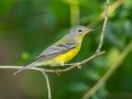 Magnolia Warbler - Cheatham Dam, Cheatham County, Sept 11, 2021