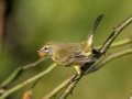 Prairie Warbler - Lake Barkley WMA,, Stewart County, Sept 16, 2021