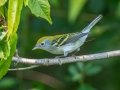 Chestnut-sided Warbler - Cheatham Dam, Cheatham County, Sept 11, 2021