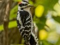 Downy Woodpecker - Lake Barkley WMA,  Stewart County, Sept 28, 2021