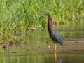 Green Heron - Cross Creeks NWR-Hwy 49 Entrance, Stewart County, Sept 1, 2021