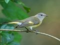 American Redstart - Cheatham Dam, Cheatham County, Sept 11, 2021
