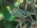 White-eyed Vireo - Cheatham Dam, Cheatham County, Sept 11, 2021