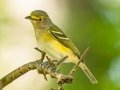 White-eyed Vireo - Lake Barkley WMA,  Stewart County, Sept 27, 2021