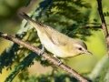 Philadelphia Vireo - Lake Barkley WMA,, Stewart County, Sept 16, 2021