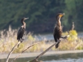 Neotropic Cormorant  (left) perched with Double-crested Cormorant (right) - Cross Creeks NWR-Hwy 49 Entrance, Stewart County, Sept 1, 2021