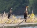 Neotropic Cormorant  (left) perched with Double-crested Cormorant (right) - Cross Creeks NWR-Hwy 49 Entrance, Stewart County, Sept 1, 2021
