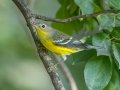 Magnolia Warbler - Cheatham Dam, Cheatham County, Sept 11, 2021