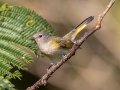 American Redstart- Lake Barkley WMA,, Stewart County, Sept 16, 2021