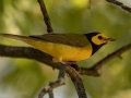 Hooded Warbler - Lake Barkley WMA, Stewart County, Sept 27, 2021