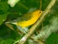 Prothonotary Warbler -  Lake Barkley WMA,  Stewart County, Sept 23 2021