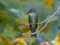 Eastern Phoebe - Cheatham Dam, Cheatham County, Sept 11, 2021