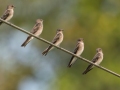 Northern Rough-winged Swallows - Cheatham Dam, Cheatham County, Sept 11, 2021