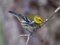Black-throated Green Warbler - Bumpus Mills Rd and River Rd, Stewart County, Oct 18, 2021
