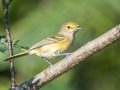 White-eyed Vireo - Lake Barkley WMA,, Stewart County, Sept 16, 2021