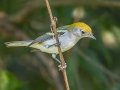 Chestnut-sided Warbler, Lake Barkley WMA, Stewart County, Sept 28, 2021
