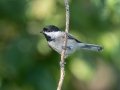 Carolina Chickadee - Lake Barkley WMA,, Stewart County, Sept 16, 2021