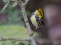 Black-throated Green Warbler - Bumpus Mills Rd and River Rd, Stewart County, Oct 18, 2021