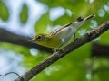 Yellow-throated Vireo - Cumberland River Bicentennial Trail, Cheatham County, Sept 12, 2021